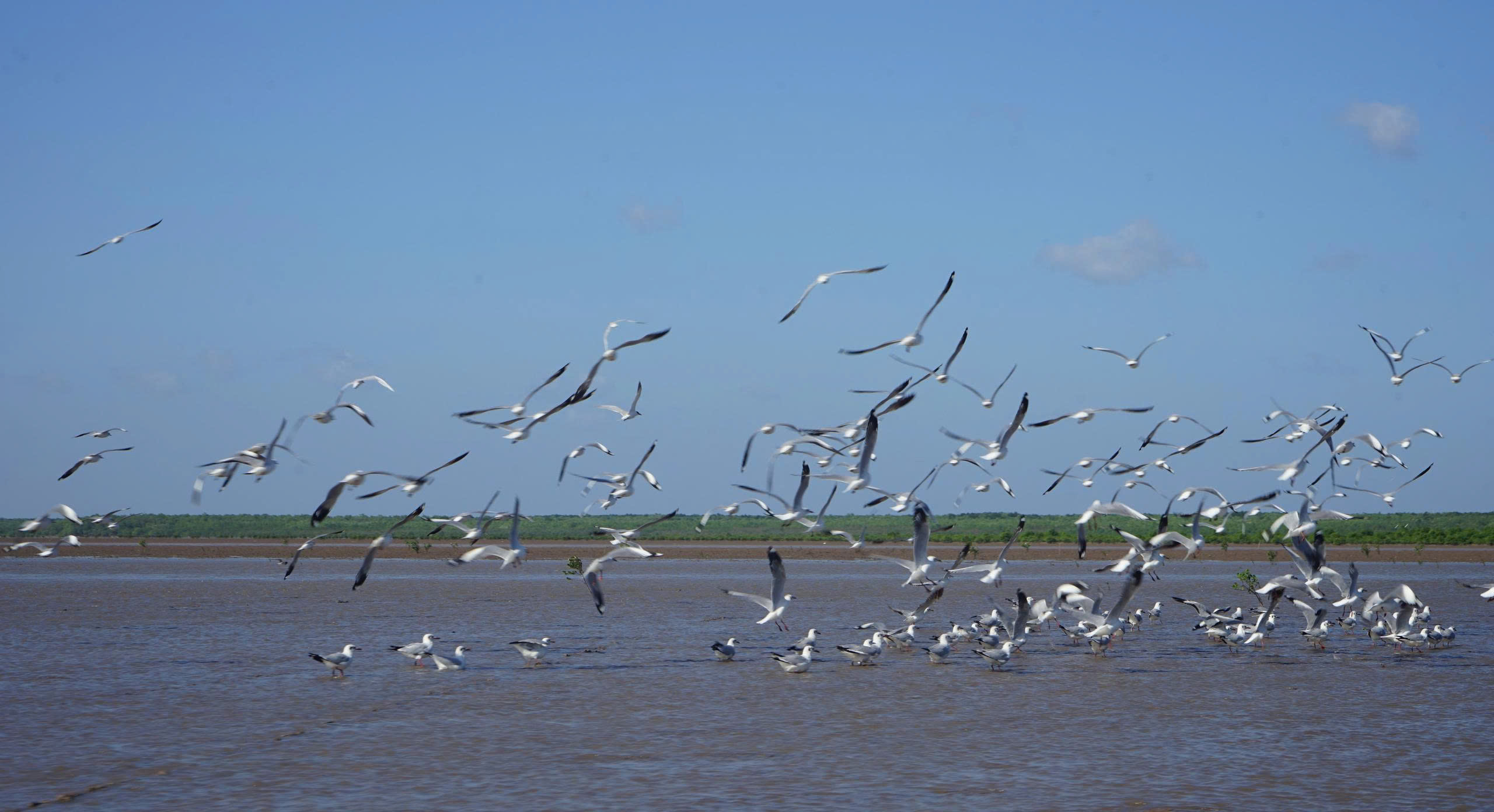 Đa dạng sinh học loài chim nước khu Ramsar Vườn Quốc gia Mũi Cà Mau